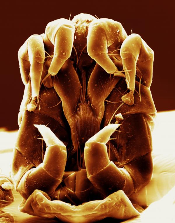 House Dust Mite Allergy Img